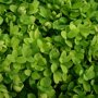Buxushaag (Buxus sempervirens)